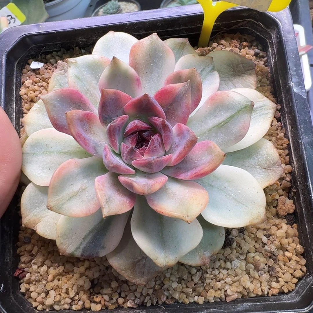 虚*紫禁城锦A71多肉植物