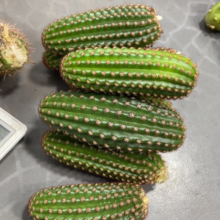 进口金妞金1侧芽一个