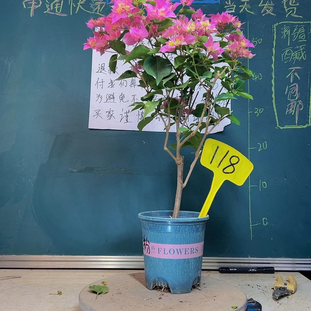 当前无花栽培后可以开花重瓣粉 118