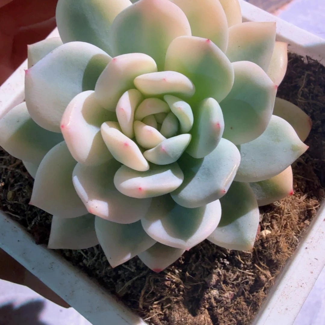 梦露宽锦  锦上园艺一物一拍