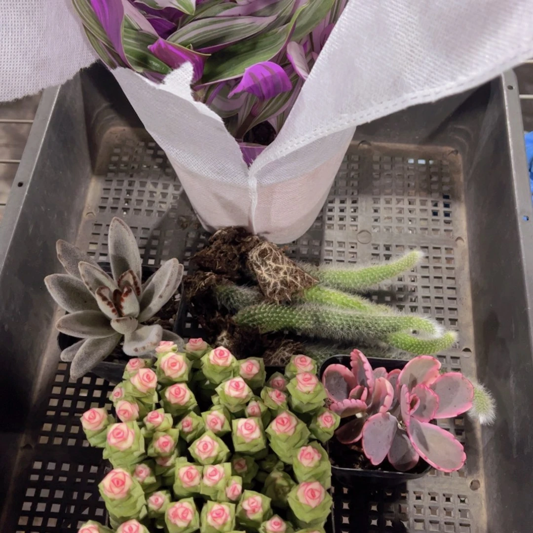 多肉898多肉植物，