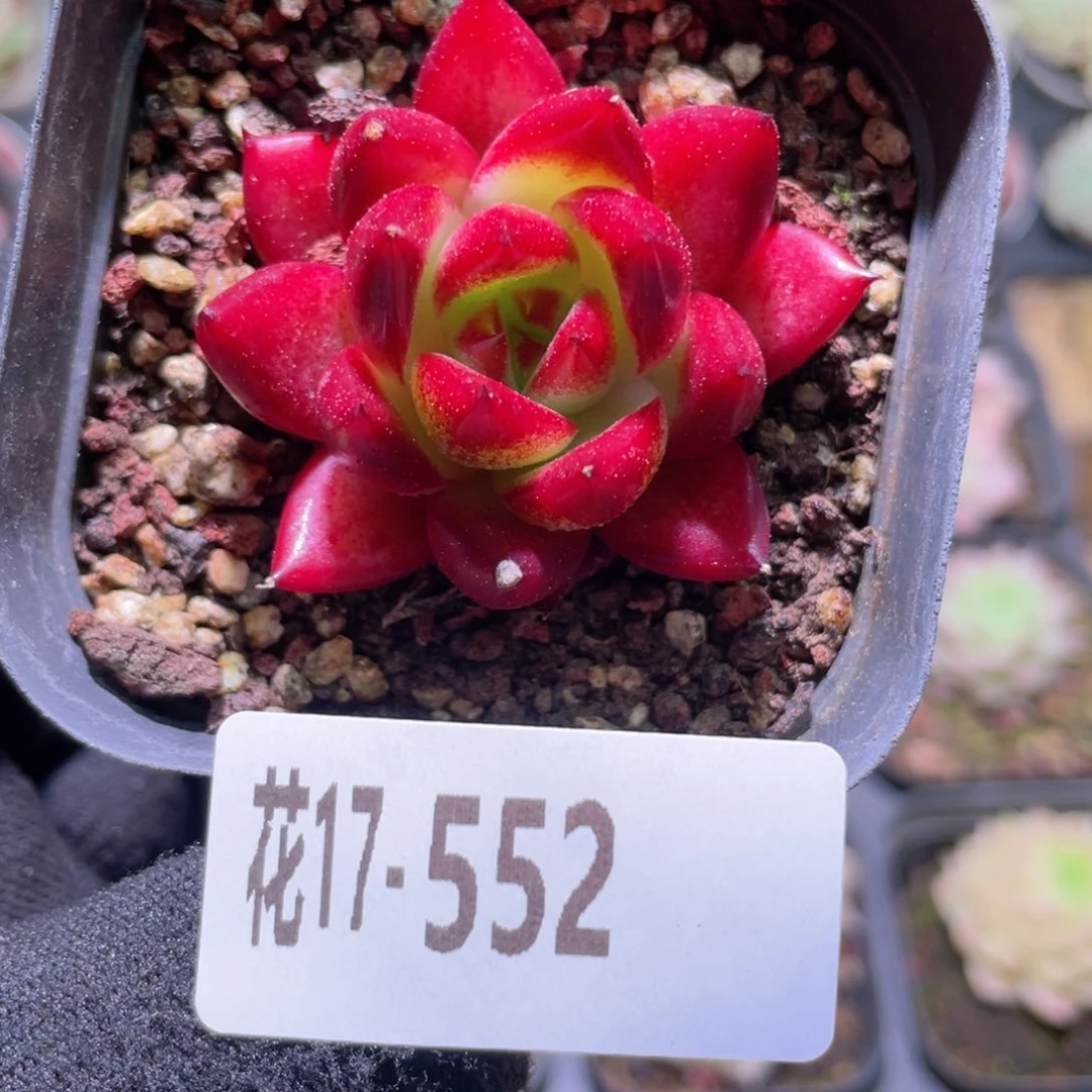 花利美17-552布鲁斯