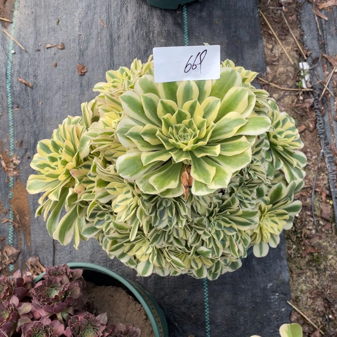 老五多肉6691111111