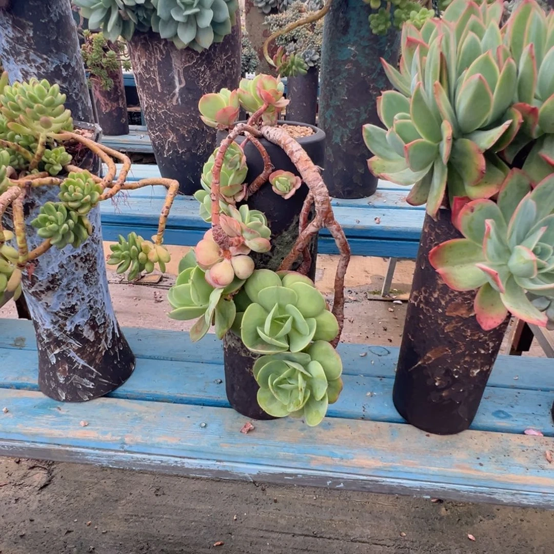 精品碧桃妖桩 裸根