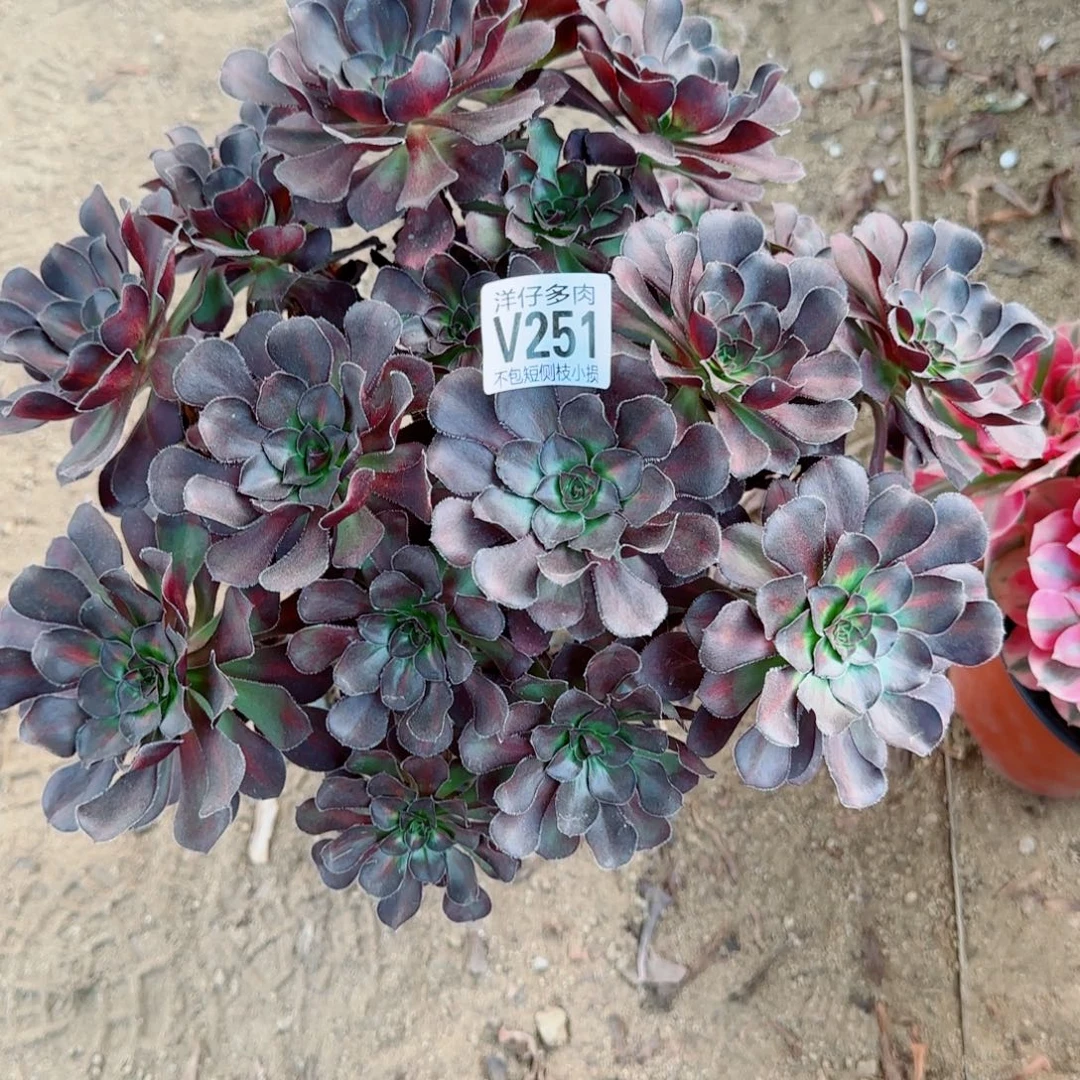 丽娜中斑发师251冠幅28