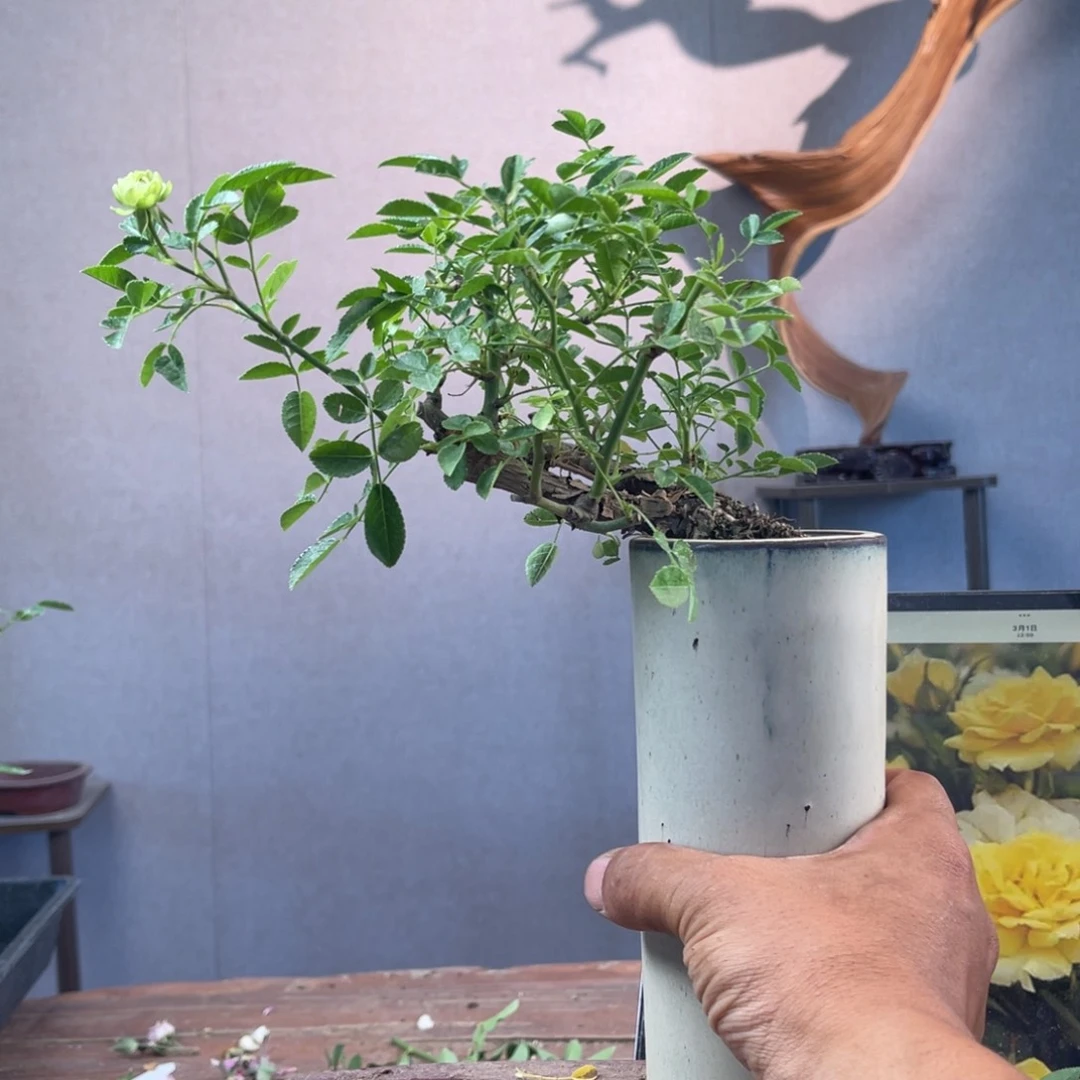 少量花朵（建议范围：2朵-5朵 或40%以下）L****球