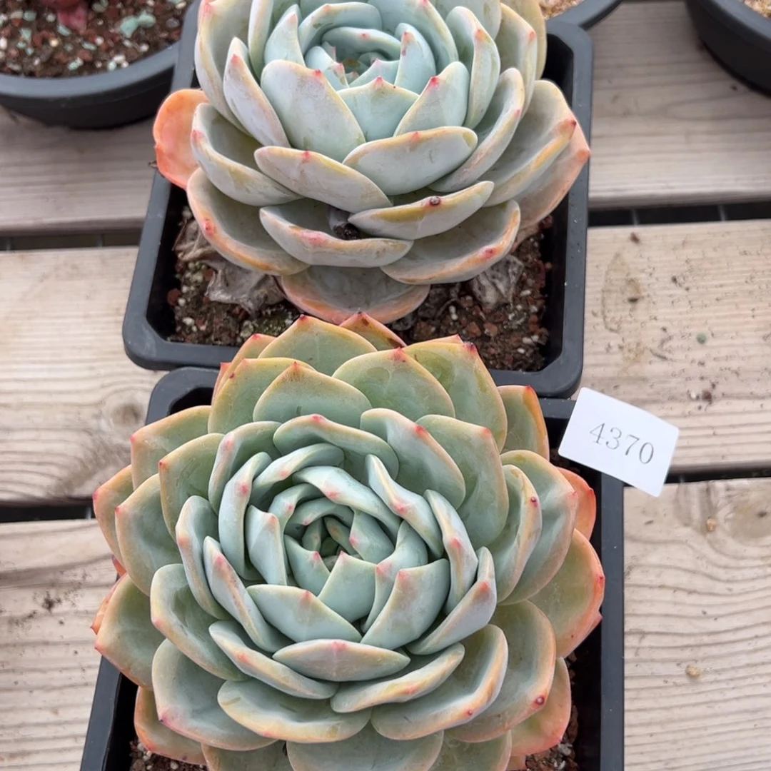 4370量肉肉肉肉肉肉肉