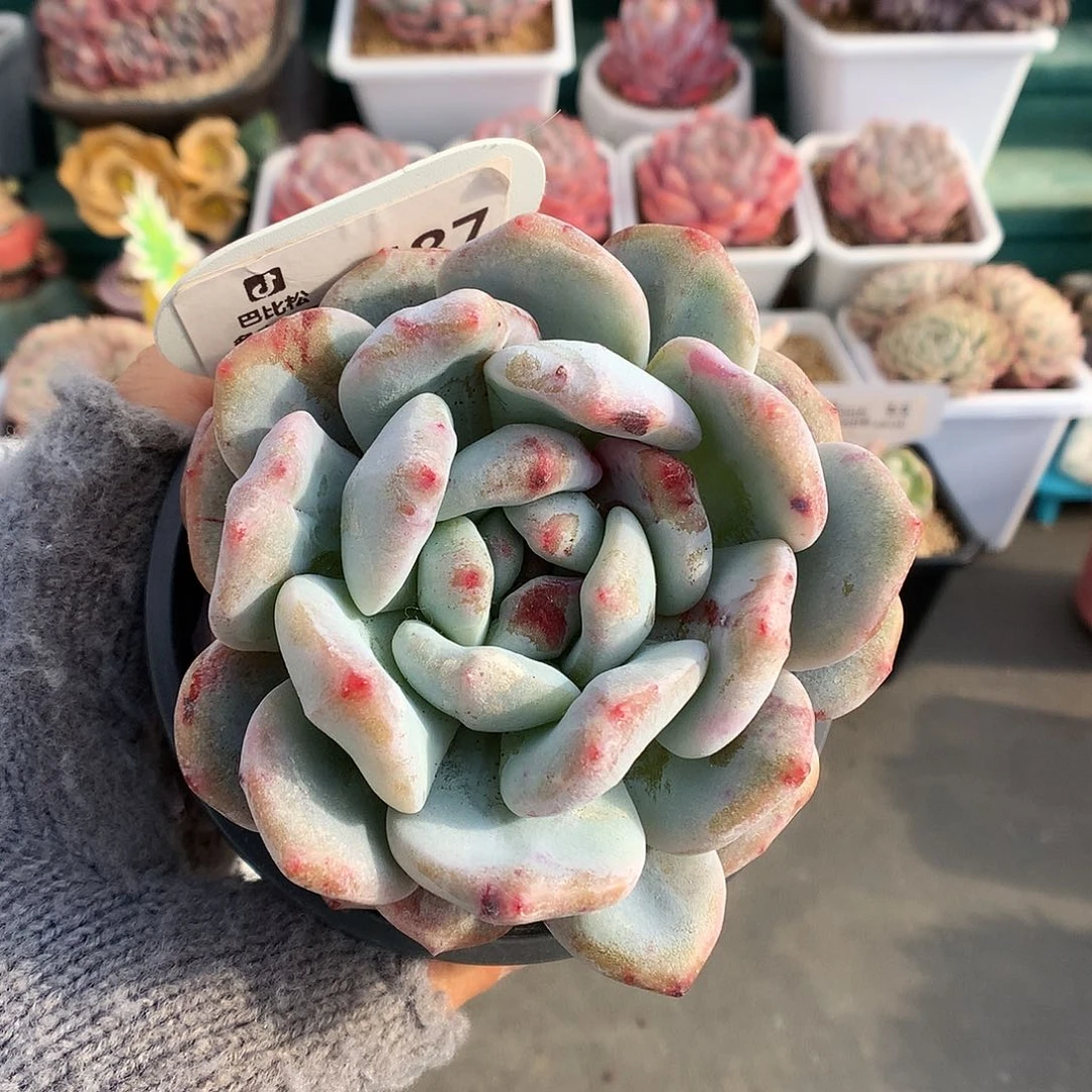 687梦露石化多肉植物