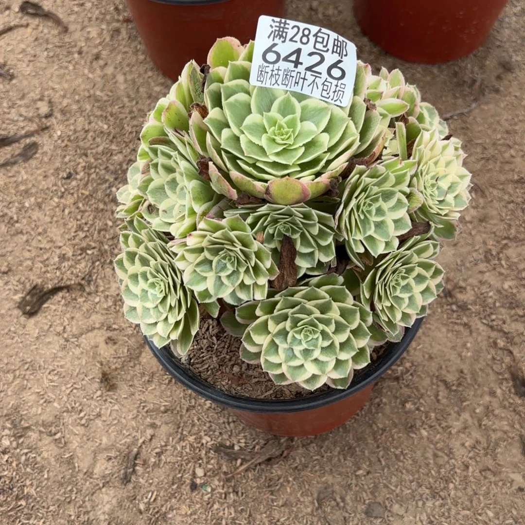 Q. 6426孔雀翎多肉，ba