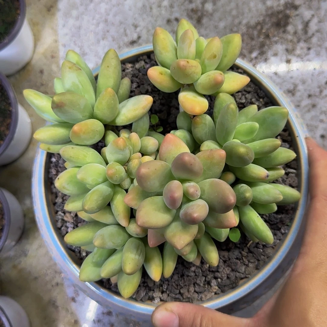 白兰地 群生 一物一拍