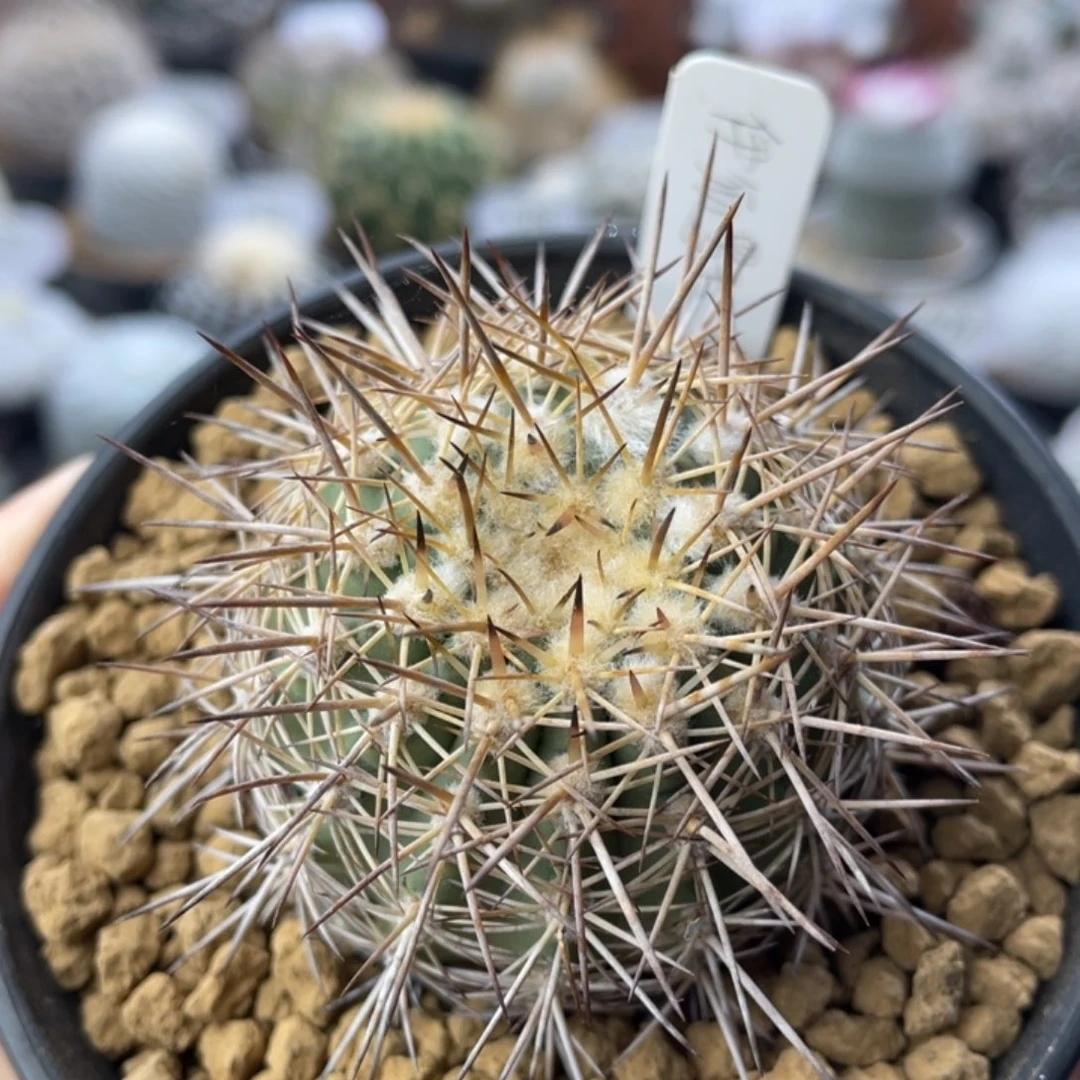 伊须罗玉        实生根