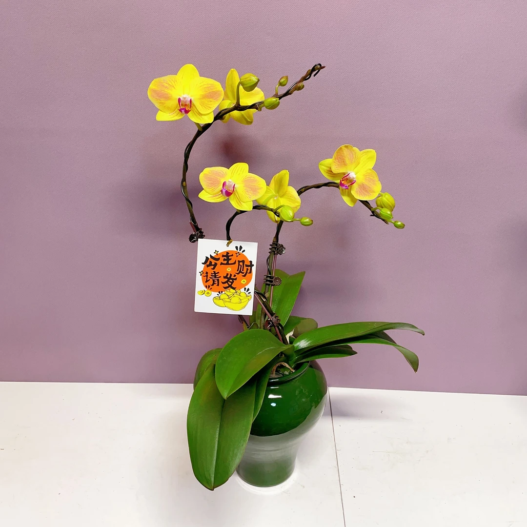 花仙子【皇贵妃】蜡质花 长花期 稀有品种花卉艺术组盆系列基地发货