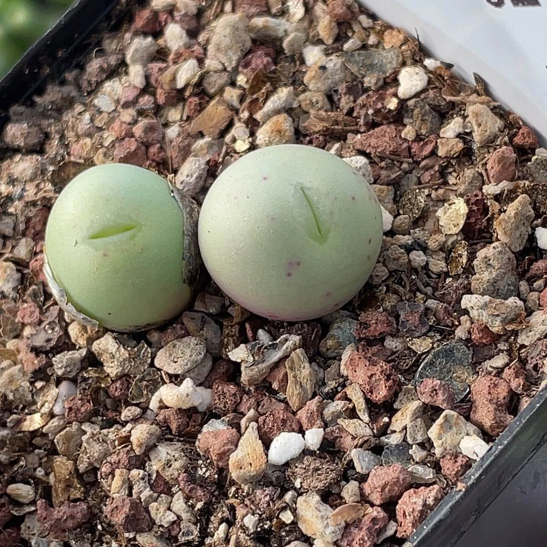 11-82白花大g多肉植物