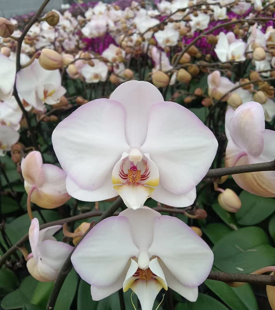 蝴蝶兰【花仙子】3颗单花剑 室内花花 懒人好养 广州基地直发