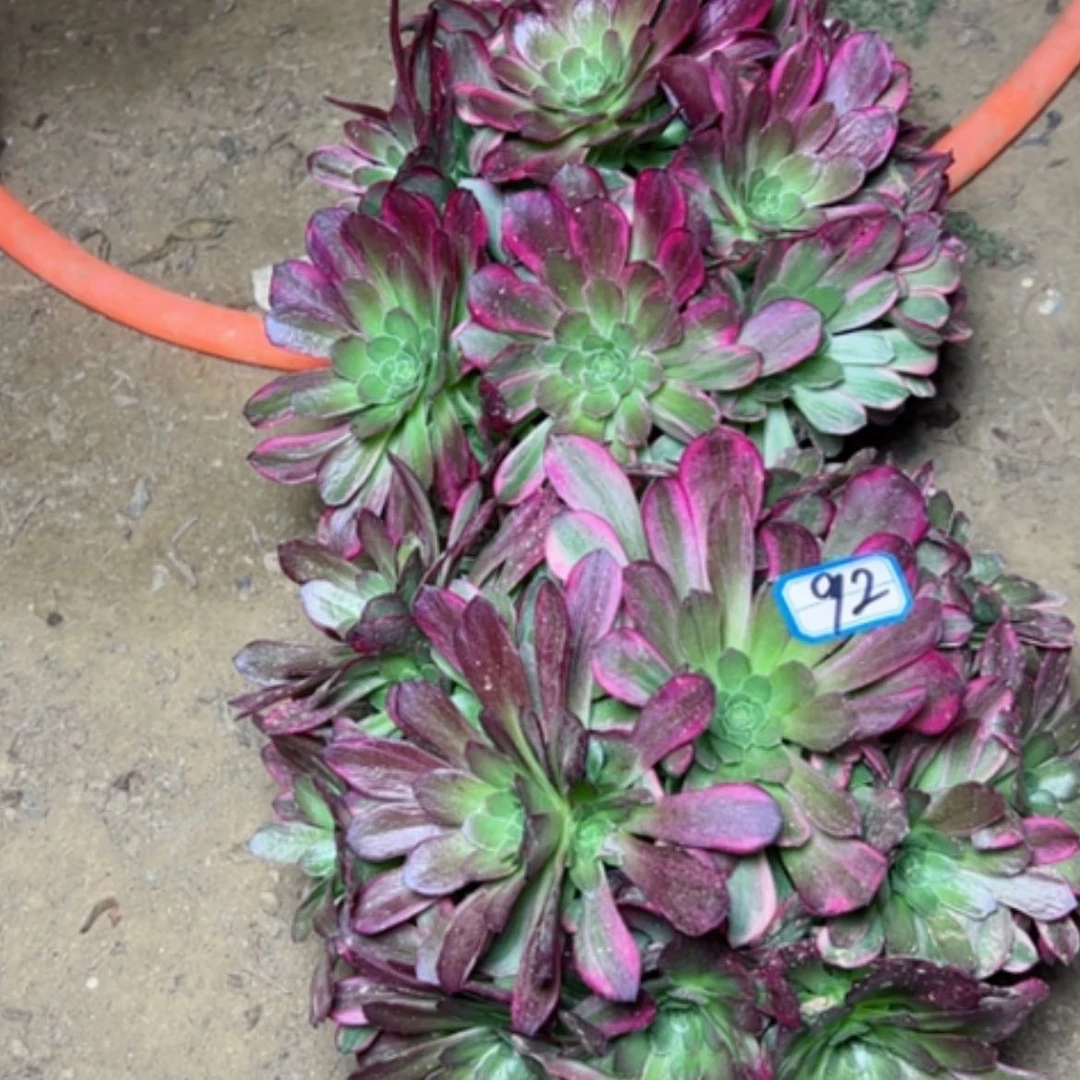 【闪购商品】用****7多肉植物安娜半木质92