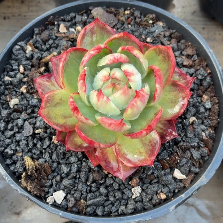 开播福利惊鸿仙子