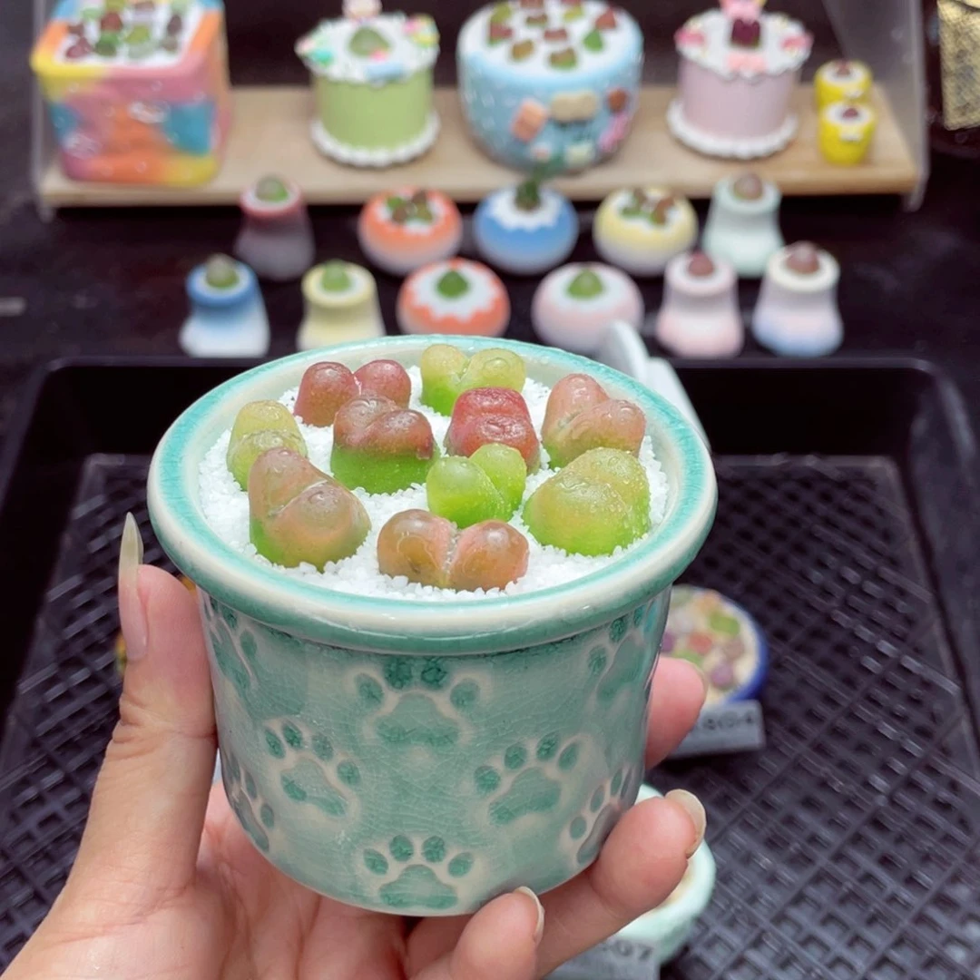w1808 开播福利 带盆土发货一物一拍