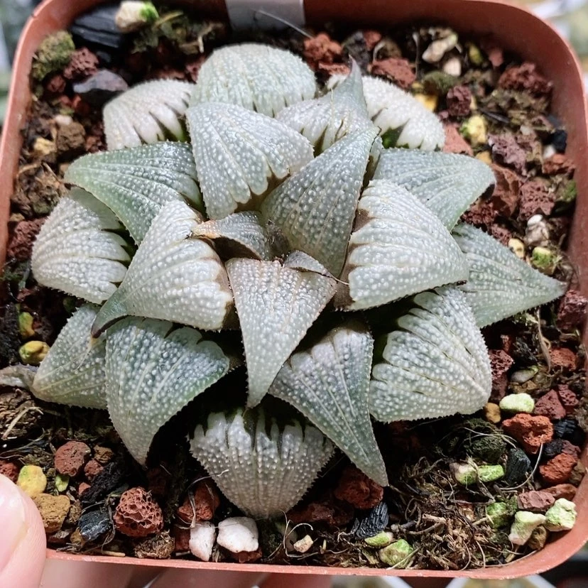 【闪购商品】50铝之星