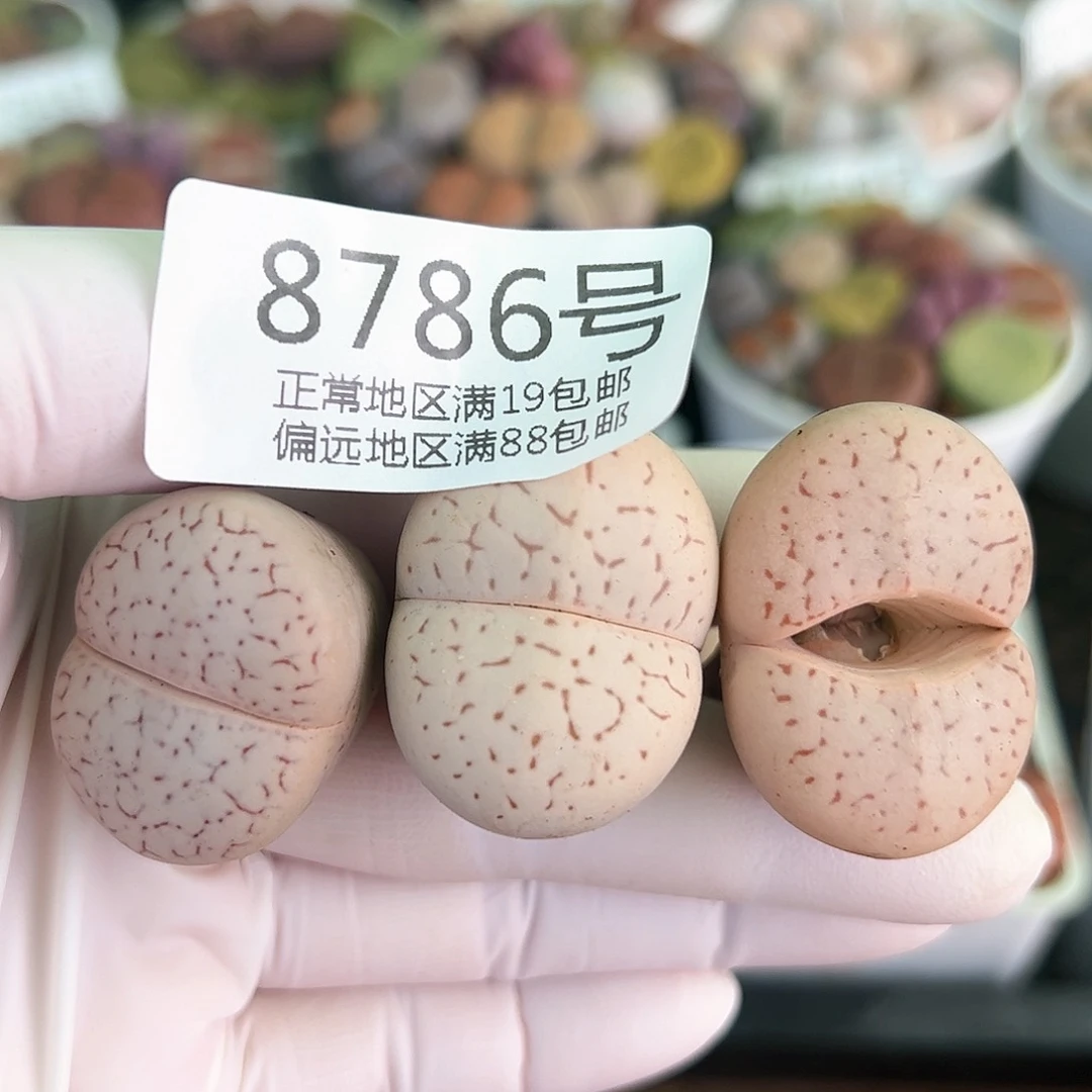 8786四年粉大白三颗2.5-3cm