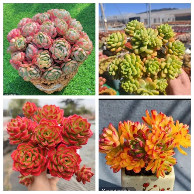 X贝瑞+草编篮组合 耐晒皮实 绿植 室内室外都能养