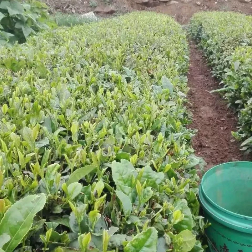 （99）2025年露天新茶，浓香型，豌豆香，耐冲泡