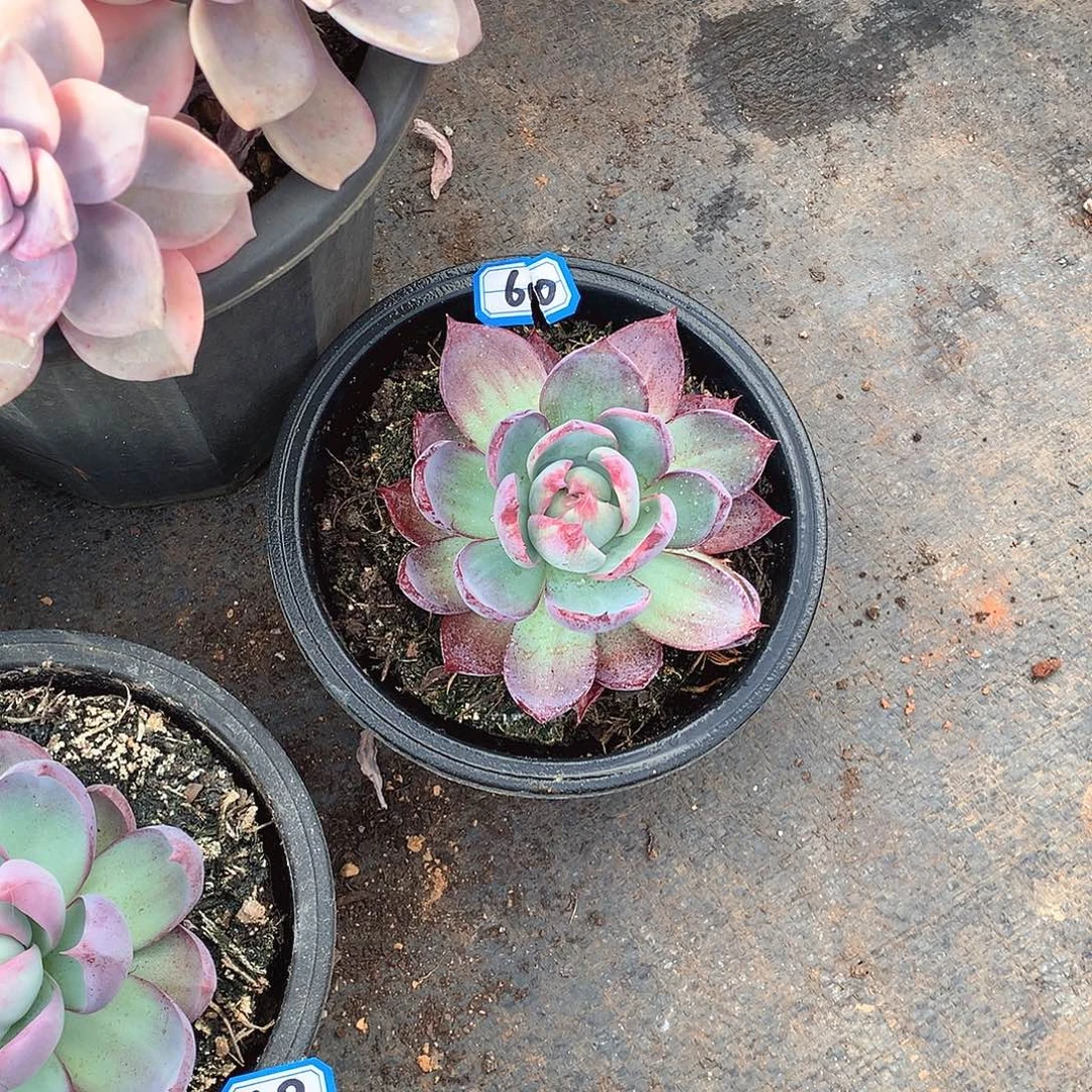 60惊鸿一物一拍多肉