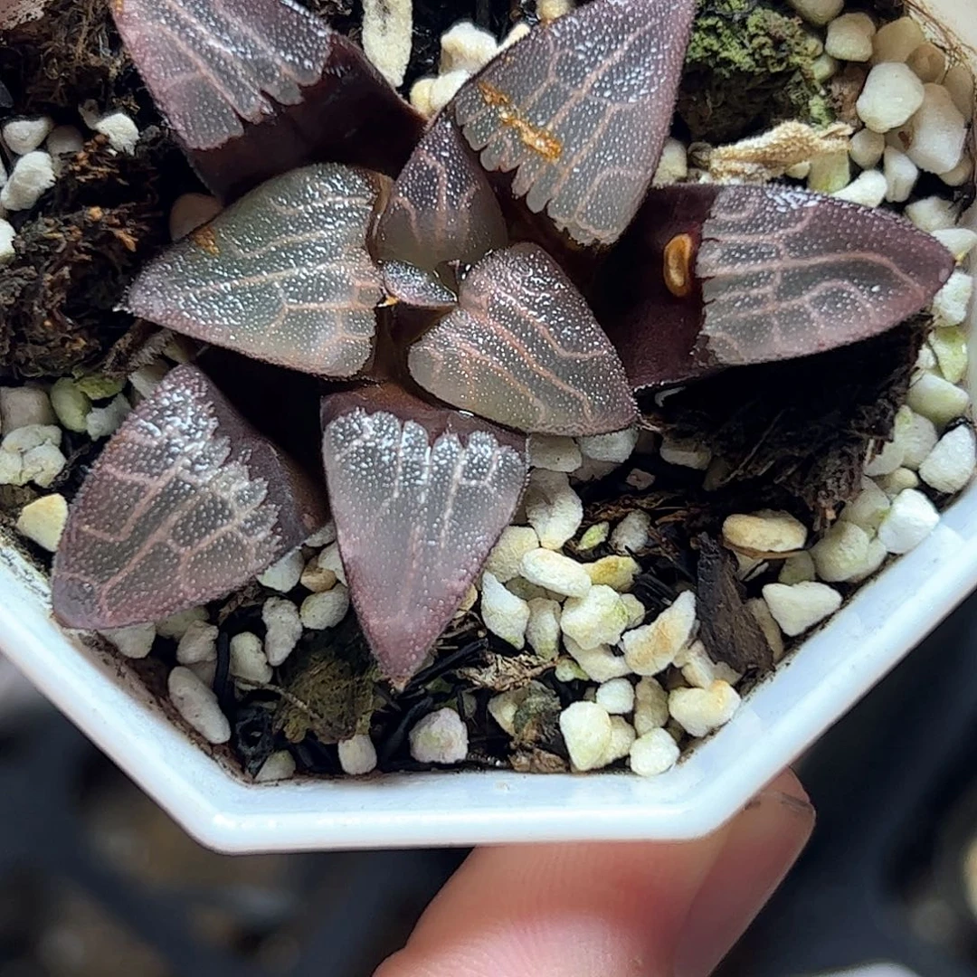 实生克十二卷多肉植物