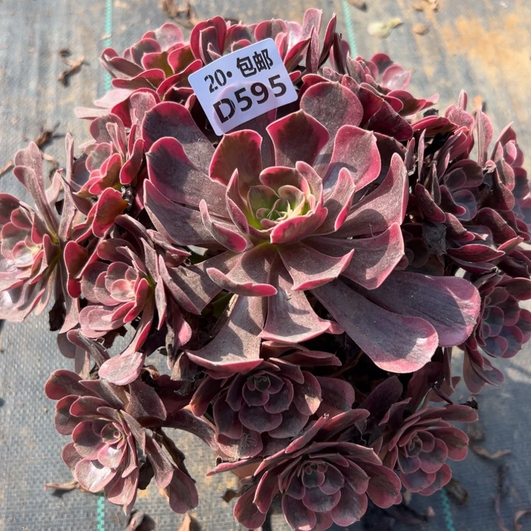 595爱神,多肉法师