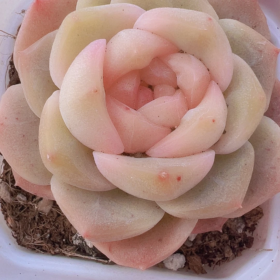 良辰19包邮多肉植物