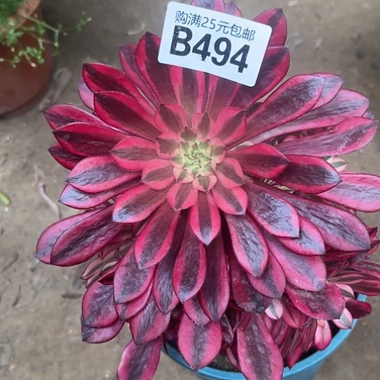 ?****多肉植物一个