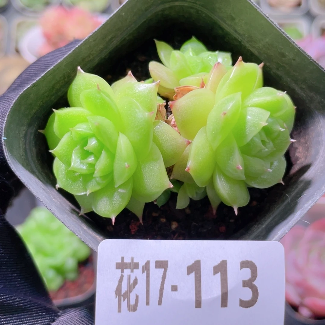 花利美17-113麦秆群