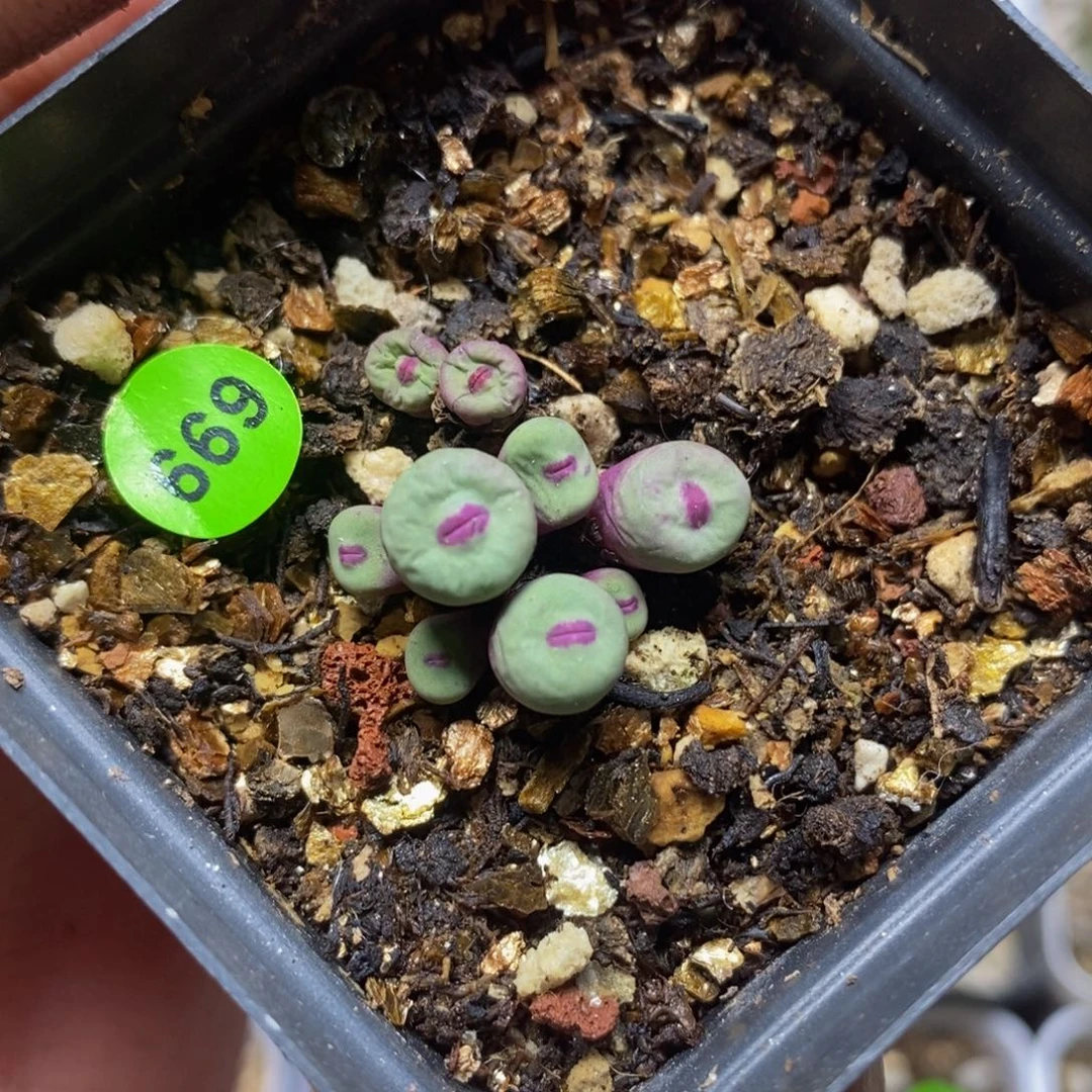 园艺1380b红嘴群多肉植物669