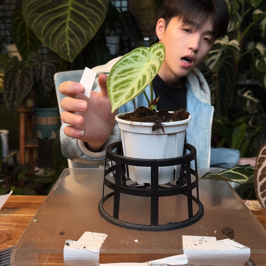 完全开放J185银色面纱