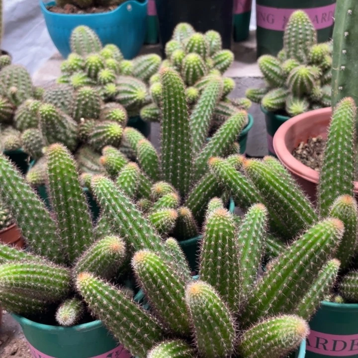 垂钓金妞群生一杯