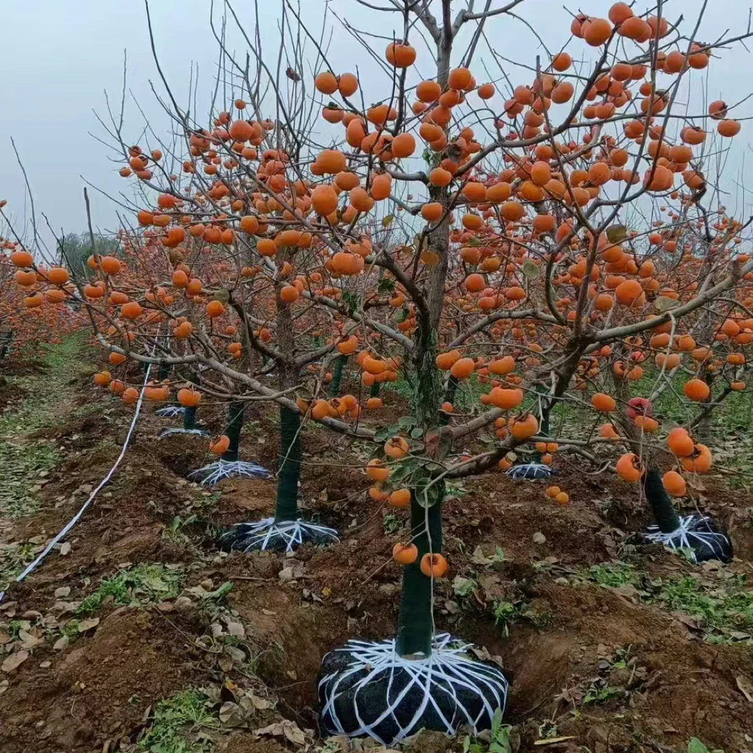柿子树苗一物一拍带果发货盆栽地栽庭院南方北方种植当年结果