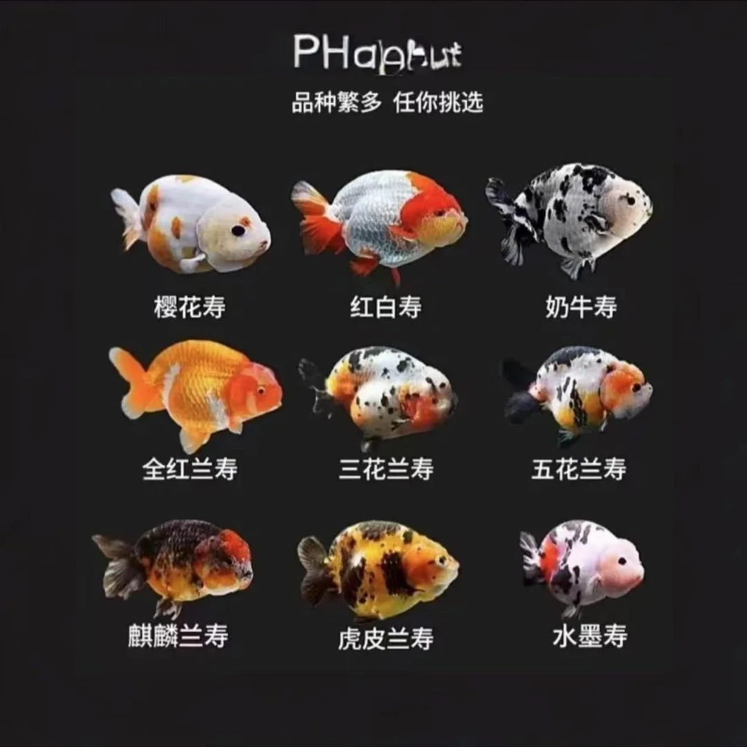 福袋兰寿一条 不售后