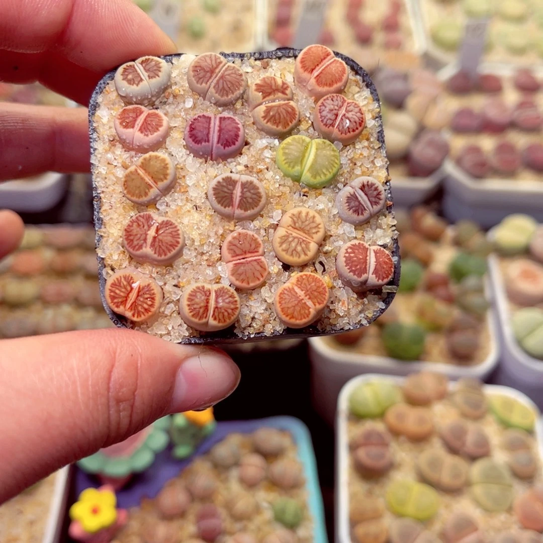 284好带盆包邮发货