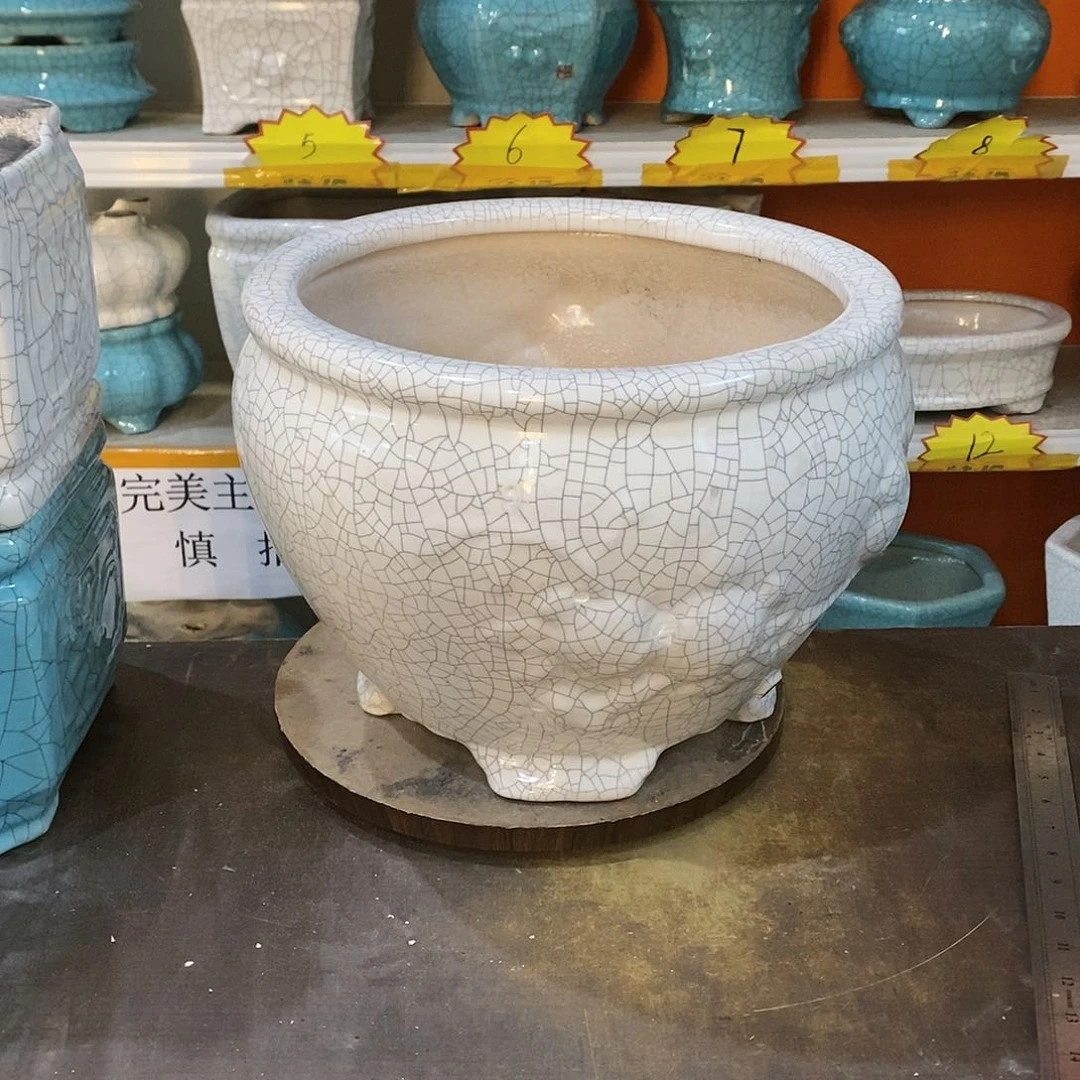 闽**艺花盆里的小猫咪