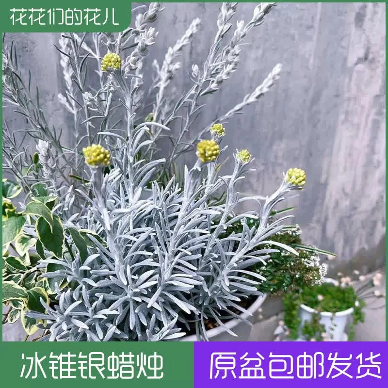 冰锥蜡菊 澳洲地肤 芙蓉菊银色系植物花园里的耐热高光庭院盆栽