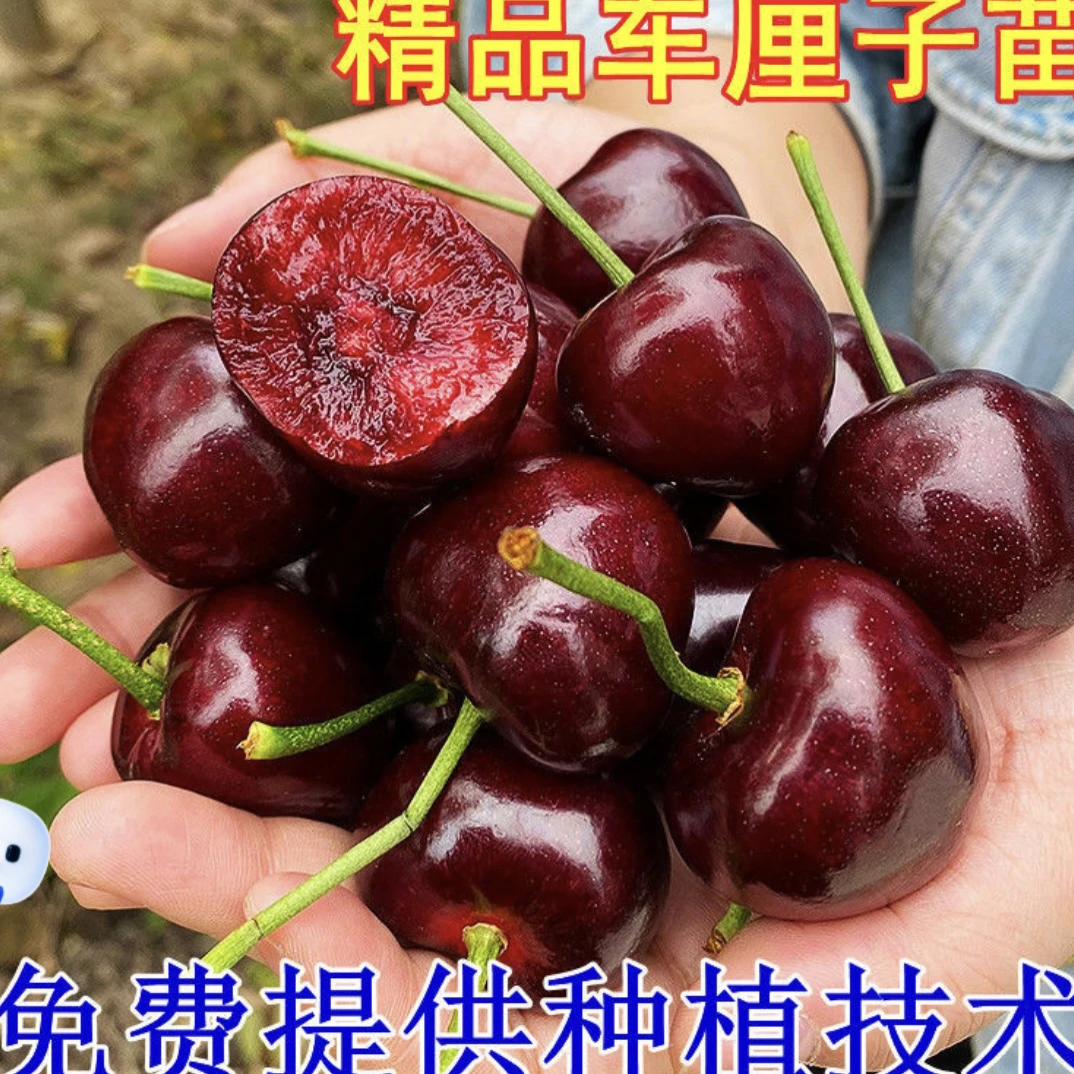 车厘子樱桃果树苗，