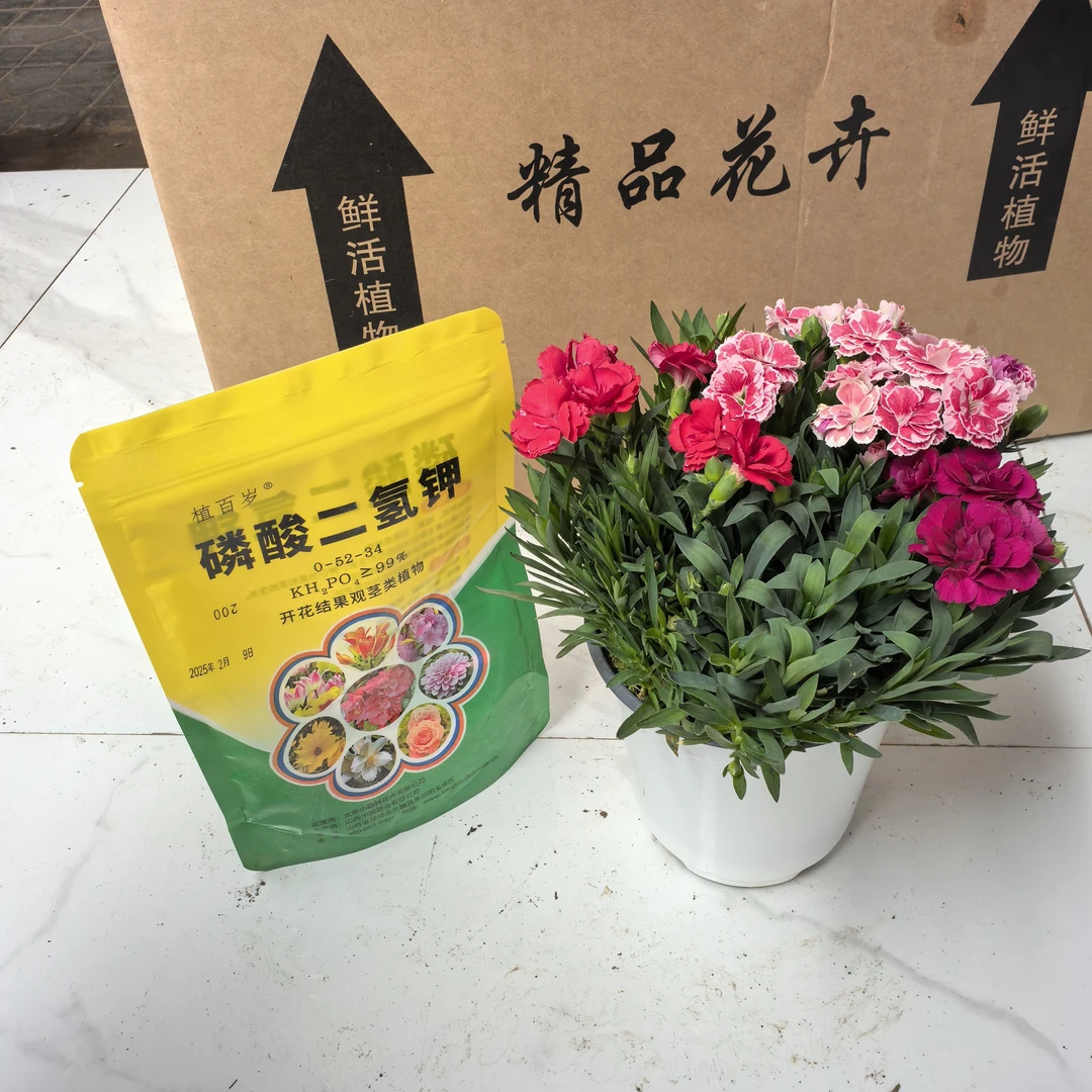三色康乃馨盆栽+磷酸二氢钾勤花植物开花时间长