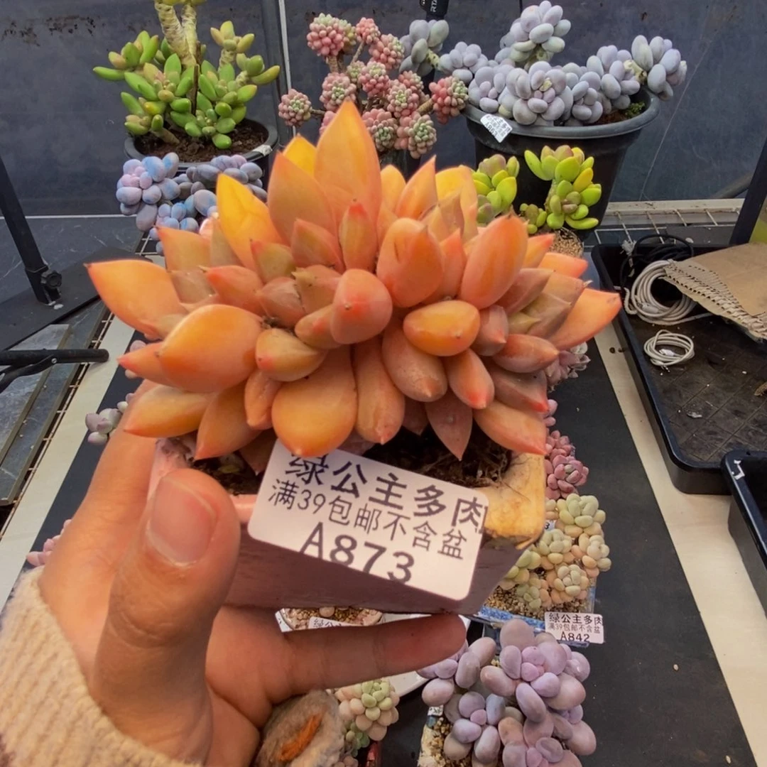 873象牙奶朵朵缀多肉8c m