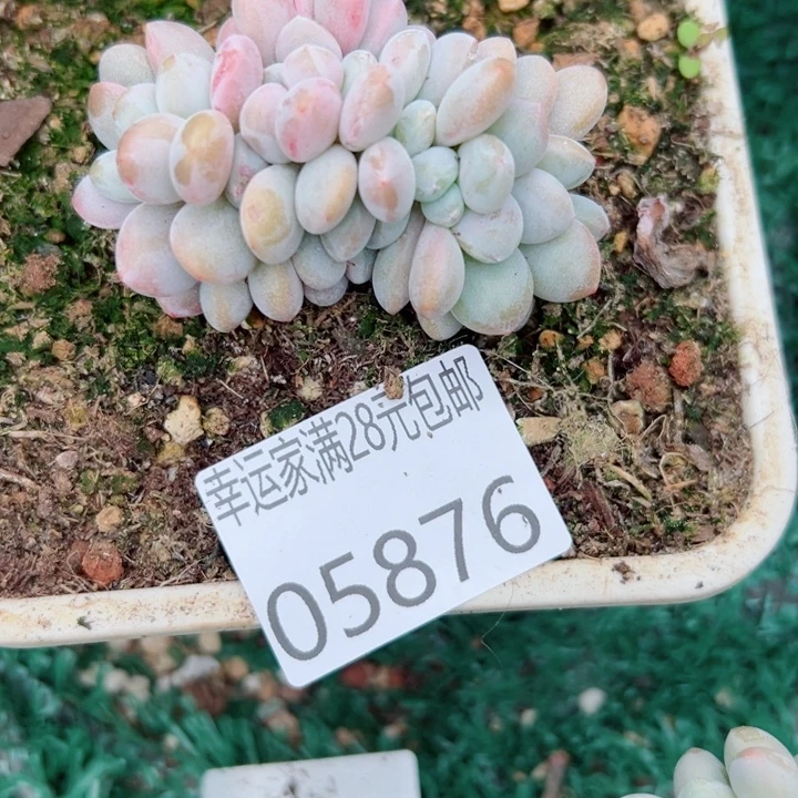 幸运的是我没有遇到幸运