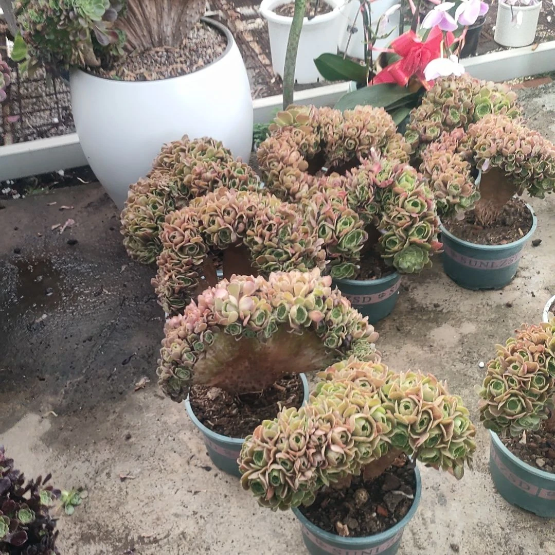 多肉法师锦玫瑰朵朵缀化