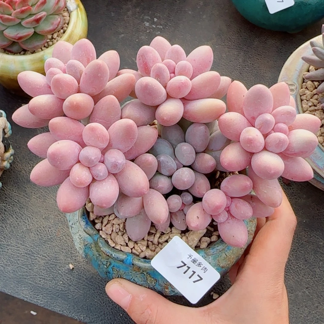 汤圆无砍，7117多肉植物