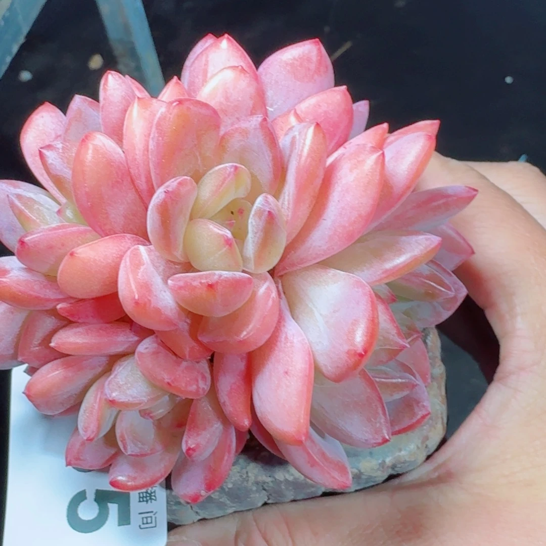 全明星      愿你一路坦途，乘风破浪展宏图