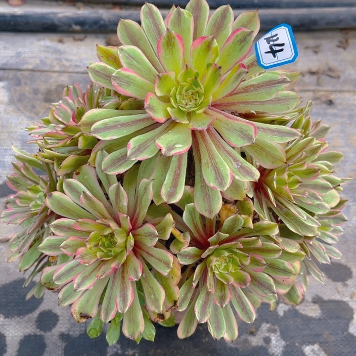 124萤火花脸粉黛多肉法师