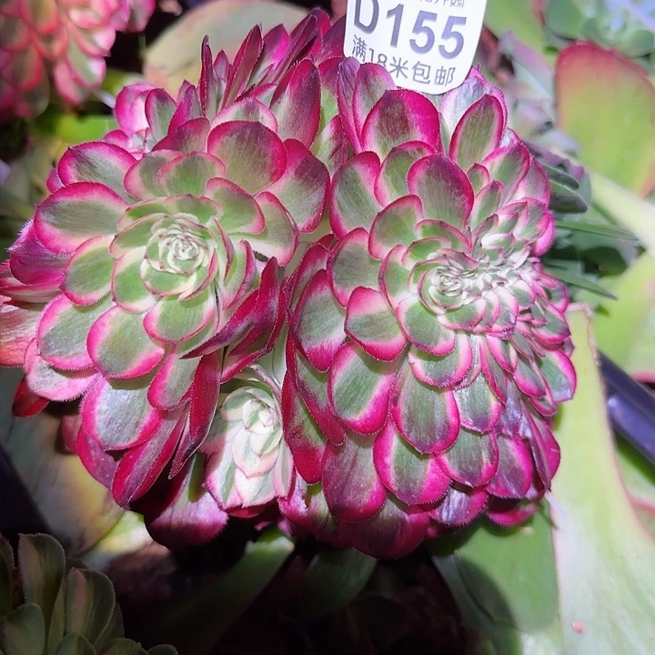 多肉法师荔枝缀化