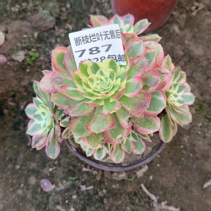 金***沙787二号棚玉芙蓉B