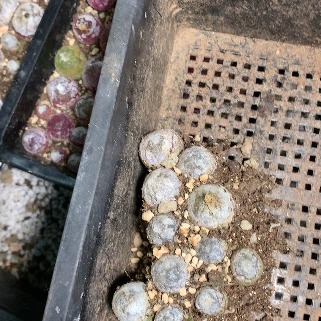 ?*?K221多肉植物保护